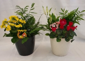Indoor Planter   Florists Choice